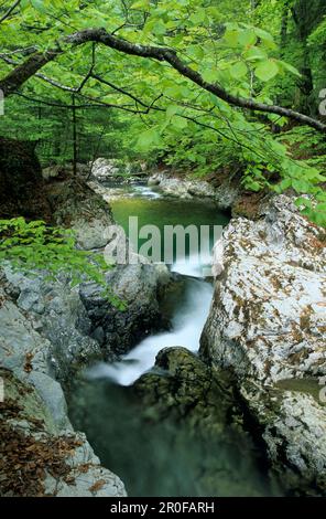 Un letto di ruscello con faggi verdi nella valle di Prien vicino Aschau, Chiemgau, alta Baviera, Baviera, Germania Foto Stock