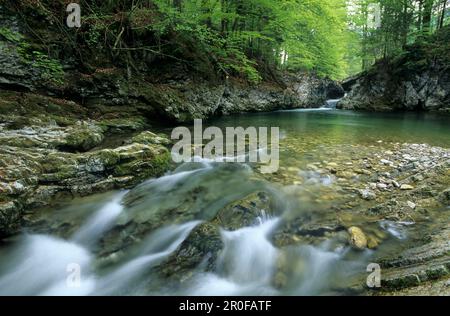 Un letto di ruscello con faggi verdi nella valle di Prien vicino Aschau, Chiemgau, alta Baviera, Baviera, Germania Foto Stock