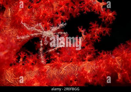 Granchio ragno su un corallo morbido, Acheo spinoso, Egitto, Mar Rosso, Sinai Foto Stock