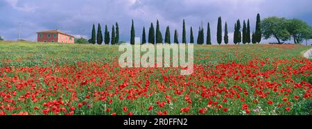 Campo di papavero con villa e cipressi, Val d´Orcia, Toscana, Italia Foto Stock