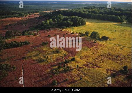 Vista su Lueneburg Heath, bassa Sassonia, Germania Foto Stock