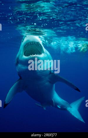 Il grande squalo bianco, Carcharodon carcharias, Messico, oceano pacifico, Guadalupe Foto Stock