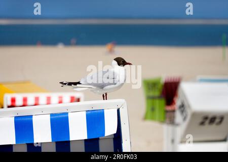 Gabbiano a testa nera su una sedia da spiaggia, Isola di Langeoog, Isole Frisone Orientali, bassa Sassonia, Germania Foto Stock