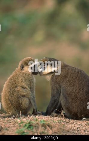 Scimmia Vervet con faccia nera, Cercopithecus aethiops e Guenon con naso bianco maggiore, Cercopithecus nictitans, sniffing, Africa Foto Stock