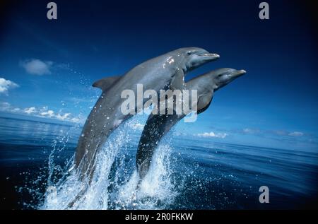 Delfini Bottlenosi, Tursiops Truncatus, Islas de la Bahia, Hunduras, Caraibi Foto Stock