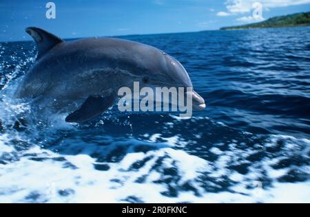 Porpoising dei delfini Bottlenosed, Tursiops Truncatus, Islas de la Bahia, Hunduras, Caraibi Foto Stock