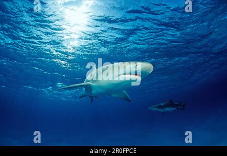 Limone Shark, Negaprion brevirostris, Bahamas, Grand Bahama Island, Oceano Atlantico Foto Stock