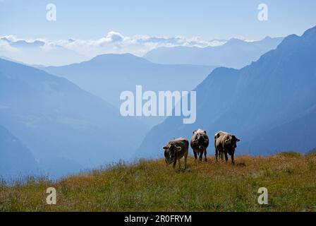 Tre mucche sopra la valle di Puschlav, la gamma Bernina, Grigioni, Svizzera Foto Stock