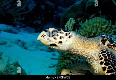 Tartaruga di mare di Hawksbill, Eretmochelys imbricata, Antille olandesi, Bonaire, Mar dei Caraibi Foto Stock