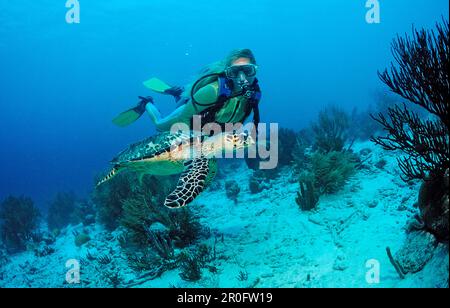 Scuba diver e tartaruga di mare Hawksbill, Eretmochelys imbricata, Antille Olandesi, Bonaire, Mar dei Caraibi Foto Stock