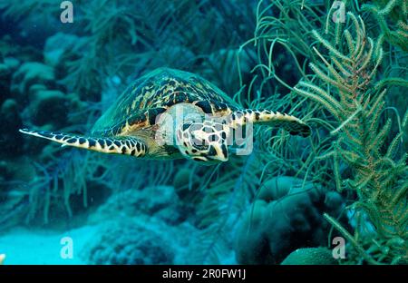 Tartaruga di mare di Hawksbill, Eretmochelys imbricata, Martinica, Antille francesi, Mar dei Caraibi Foto Stock