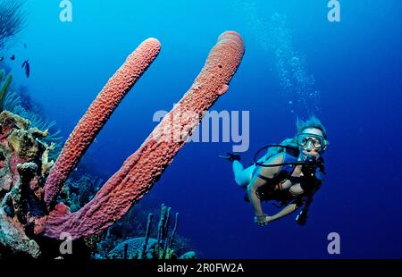 Scuba diver e spugna stovepipe lavanda, Aplysina archeri, Antille Olandesi, Bonaire, Mar dei Caraibi Foto Stock