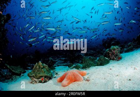 Scolarizzazione al neon Fusiliers e Starfish cuscino, piastrelle Pterocaesio, Choriaster granulatus, Maldive, Oceano Indiano, Atollo di Meemu Foto Stock