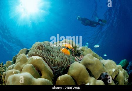 Maldive Anemonefani e snorkeler, Anphiprion nigripes, Maldive, Oceano Indiano, Atollo Meemu Foto Stock
