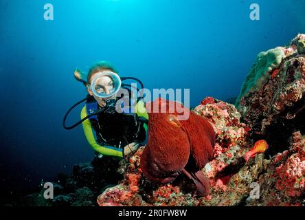 Giorno Indo-Pacifico - Octopus e Diver, Octopus cyanea, Maldive, Oceano Indiano, Atollo di Meemu Foto Stock