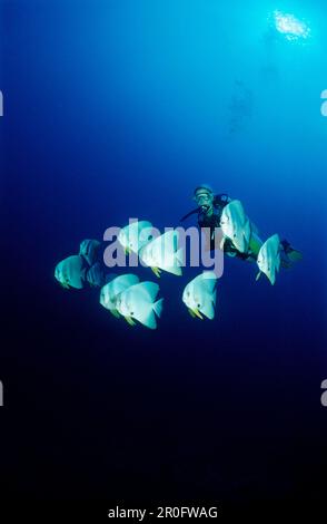 Longfin Batfishes and Diver, Platax teira, Maldive, Oceano Indiano, Atollo di Meemu Foto Stock