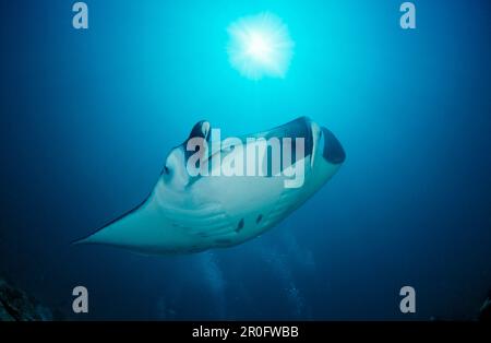 Manta, Manta Birostris, Maldive, Oceano Indiano, Atollo di Meemu Foto Stock