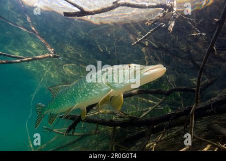 Pike settentrionale, Esox lucius, Germania, Lago Echinger Weiher, Monaco di Baviera, Baviera Foto Stock