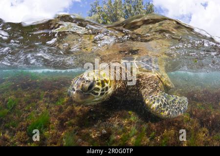 Tartaruga verde che alimenta Algas, Chelonia mydas, Oahu, Oceano Pacifico, Hawaii, STATI UNITI Foto Stock