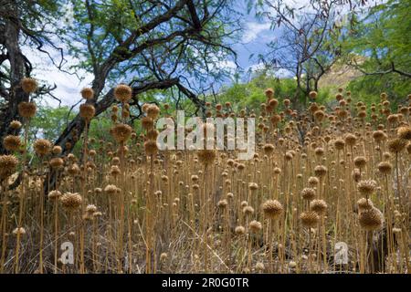 Vegetazione al Cratere vulcanico Diamond Head, Oahu, Oceano Pacifico, Hawaii, USA Foto Stock