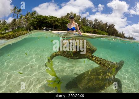 Tartarughe verdi e turistiche, Chelonia mydas, Oahu, Oceano Pacifico, Hawaii, STATI UNITI Foto Stock