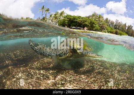 Tartaruga verde che alimenta Algas, Chelonia mydas, Oahu, Oceano Pacifico, Hawaii, STATI UNITI Foto Stock