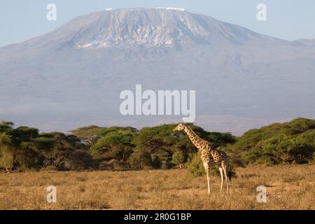 La giraffa nella parte anteriore del Kilimanjaro a Amboseli National Park, Kenya, Africa Foto Stock