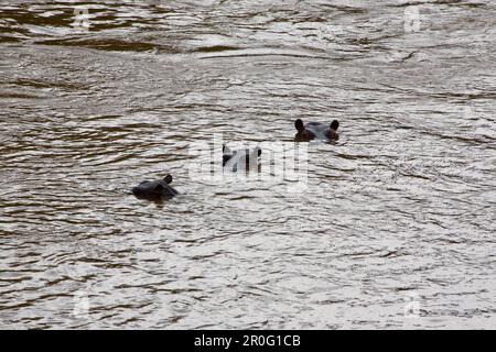 Tre ippopotami in fiume di Mara nel Masai Mara, riserva naturale e la vita selvatica riserva, in Kenia, in Africa Foto Stock
