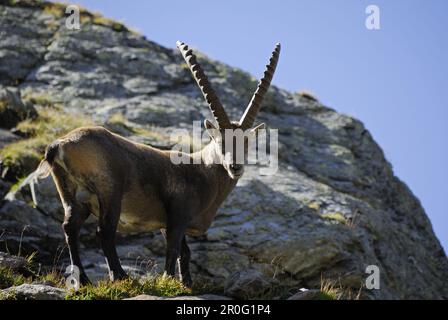 Stambecco alpino (Capra stambex), Alpi Stubai, Stubai, Tirolo, Austria Foto Stock