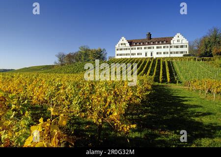 Vigneto al castello di Hersberg, vicino Immenstaad, Lago di Costanza, Baden-Wurttemberg, Germania Foto Stock