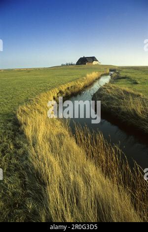 Casa su tumulo dimora sotto il cielo blu, Langeneß holm, Frisia del Nord, Schleswig-Holstein, Germania Foto Stock