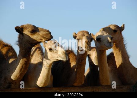 Un gruppo di cammelli alla luce del sole, al Ain, Emirati Arabi Uniti Foto Stock