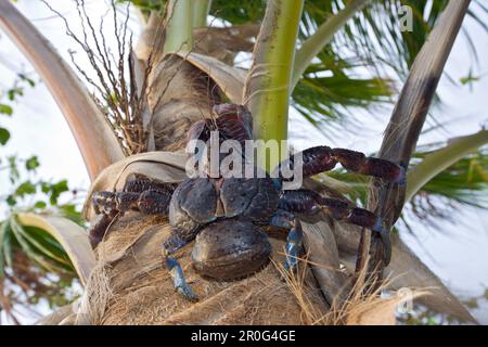 Granchio di cocco, granchio Robber su Palmtree, Birgus latro, Isole Marshall, Atollo Bikini, Micronesia, Oceano Pacifico Foto Stock