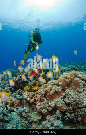 Piramide Pesci farfalla e subacquei, Hemitaurichthys poliepis, Molokini Crater, Maui, Hawaii, STATI UNITI Foto Stock