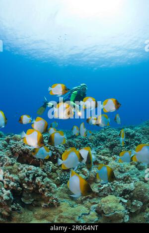 Piramide Pesci farfalla e subacquei, Hemitaurichthys poliepis, Molokini Crater, Maui, Hawaii, STATI UNITI Foto Stock