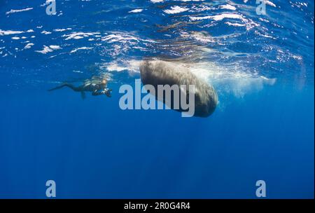 Balena di sperma e fotografo, Physeter catodon, Azzorre, Oceano Atlantico, Portogallo Foto Stock