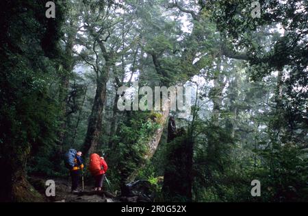 Escursionisti sulla Kepler Track escursioni attraverso una fitta foresta, Fiordland National Park, South Island, Nuova Zelanda, Oceania Foto Stock