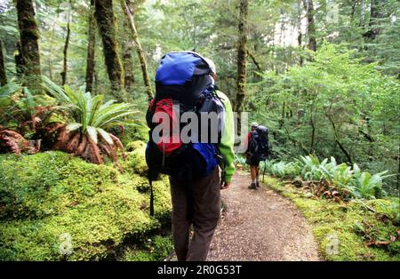 Trekker trekking sulla Kepler Track attraversando fitte foreste, Fiordland National Park, South Island, Nuova Zelanda, Oceania Foto Stock