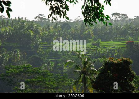 Ammira le risaie del quartiere di Bangli di giorno, Bali, Indonesia, Asia Foto Stock