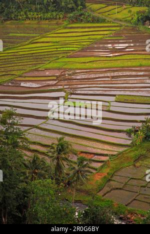 Terrazze di riso all'alba, Bali settentrionale, Indonesia, Asia Foto Stock