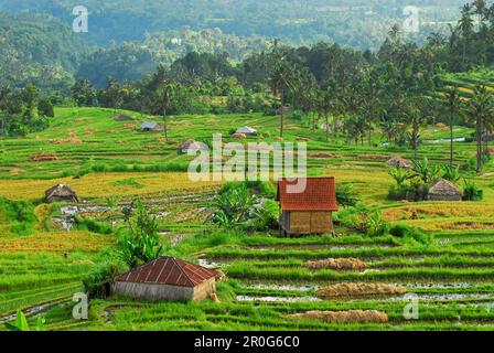 Paesaggio montano con risaie, Bali settentrionale, Indonesia, Asia Foto Stock