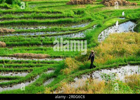 Risone contadino che cammina su risaie, Bali settentrionale, Indonesia, Asia Foto Stock