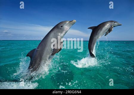 Delfini Bottlenosed che saltano, Tursiops truncatus, Islas de la Bahia, Hunduras, Caraibi Foto Stock