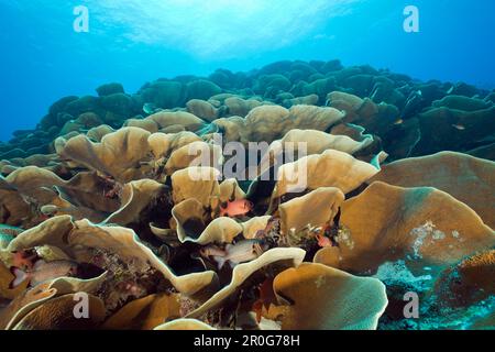 Lattuga Corallo, Corallo di pietra, Turbinaria mesenterina, canale ulong, Micronesia, Palau Foto Stock