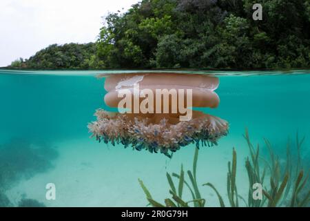 Meduse Upside-Down in superficie, Cassiopea andromeda, Risong Bay, Micronesia, Palau Foto Stock