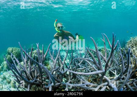 Skin Diver a Shallow Reef, Micronesia, Palau Foto Stock