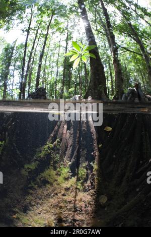 Splitimage di mangrovie, meduse Lago, Micronesia, Palau Foto Stock