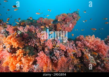 Soft Coral Reef con piccoli pesci Anthias, Pseudanthias squamipinnis, Maldive, Grotte di Kandooma, Atollo Sud di Male Foto Stock