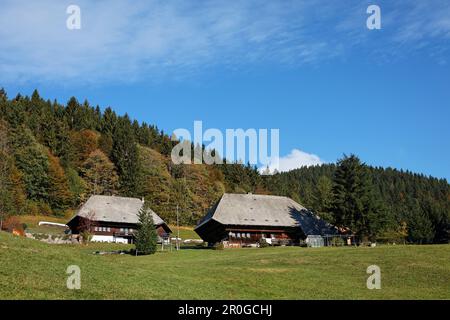 Fattoria nella foresta nera vicino a Feldberg, Baden-Wurttemberg, Germania Foto Stock