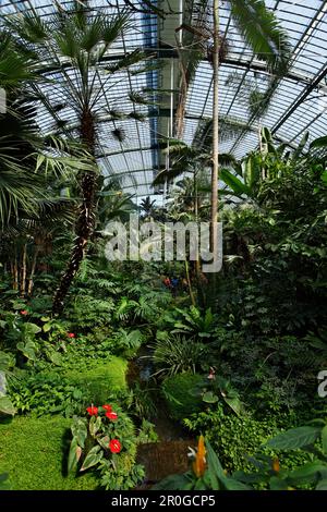 Palm Garden, Francoforte sul meno, Assia, Germania Foto Stock